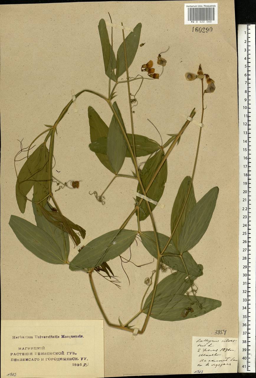Lathyrus sylvestris L., Eastern Europe, Middle Volga region (E8) (Russia)