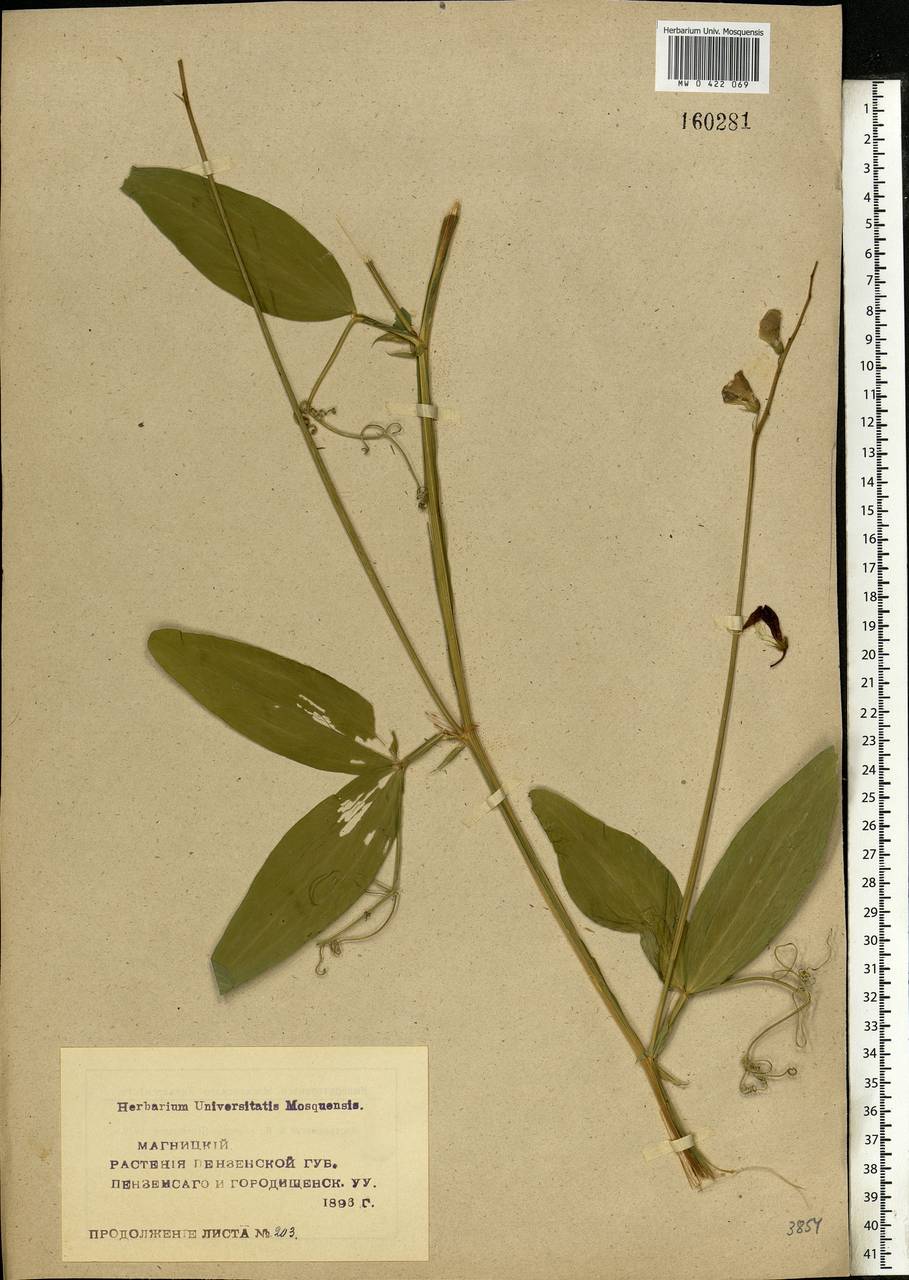 Lathyrus sylvestris L., Eastern Europe, Middle Volga region (E8) (Russia)