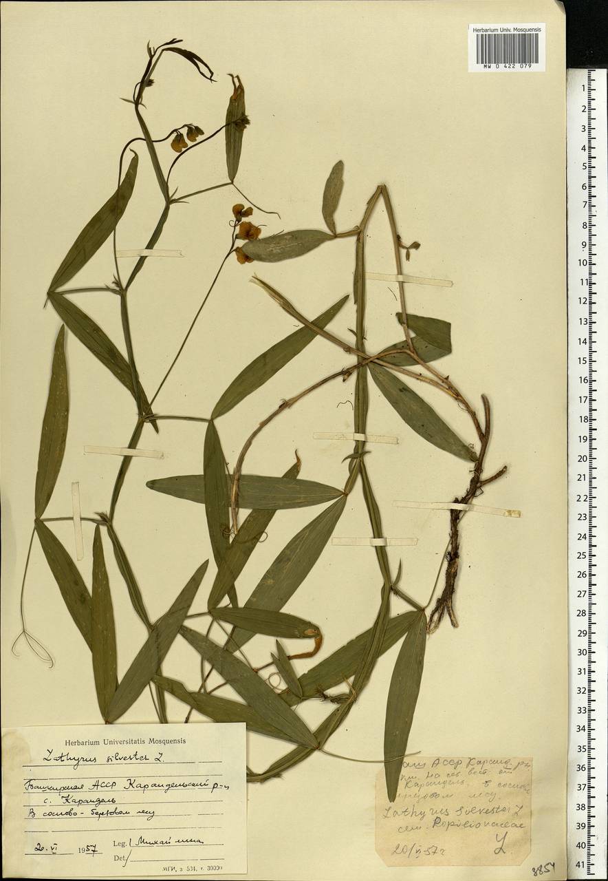 Lathyrus sylvestris L., Eastern Europe, Eastern region (E10) (Russia)