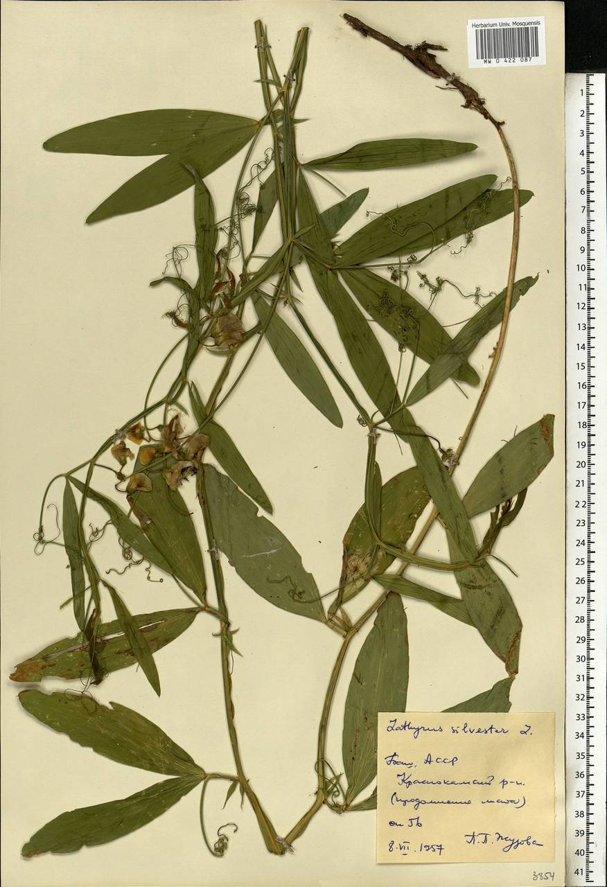 Lathyrus sylvestris L., Eastern Europe, Eastern region (E10) (Russia)