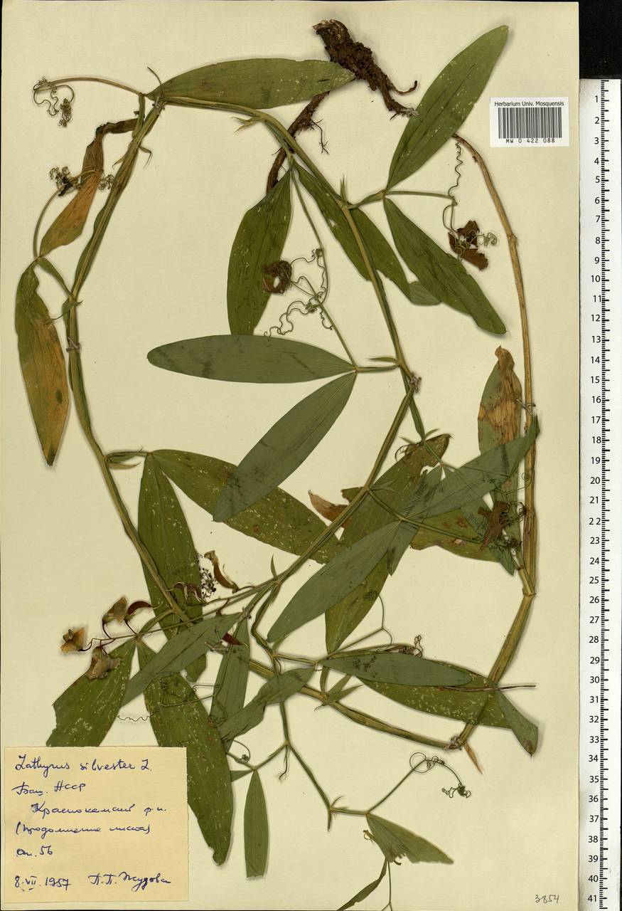 Lathyrus sylvestris L., Eastern Europe, Eastern region (E10) (Russia)