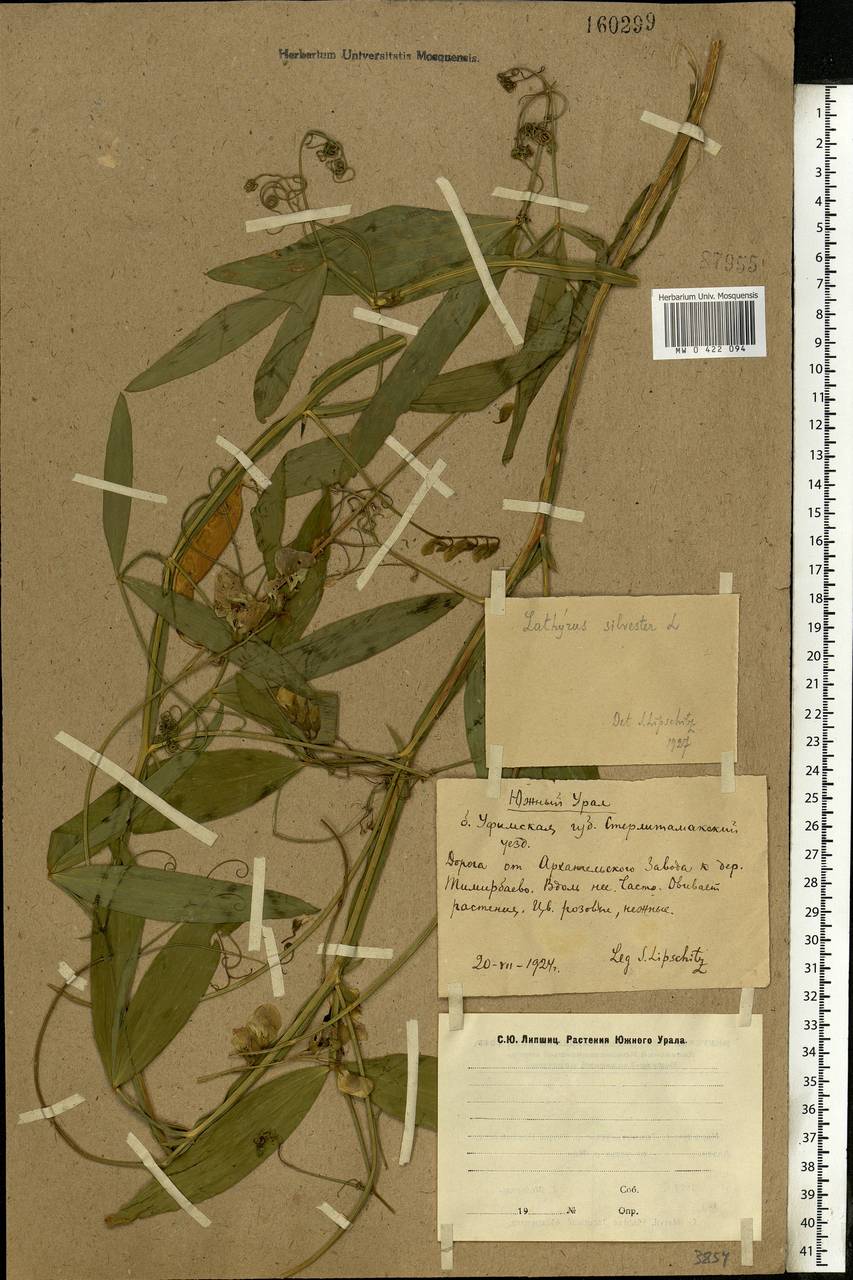 Lathyrus sylvestris L., Eastern Europe, Eastern region (E10) (Russia)