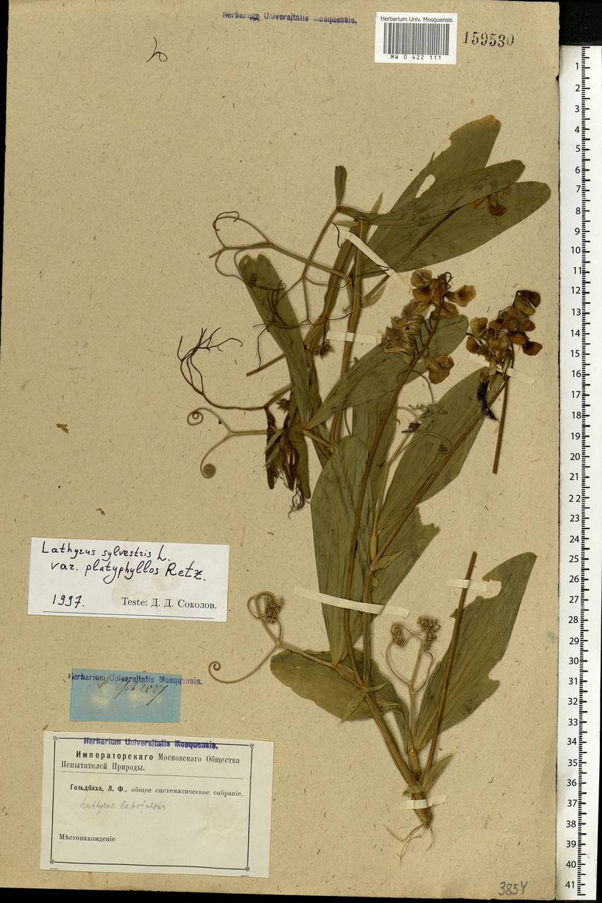 Lathyrus sylvestris L., Eastern Europe, Rostov Oblast (E12a) (Russia)