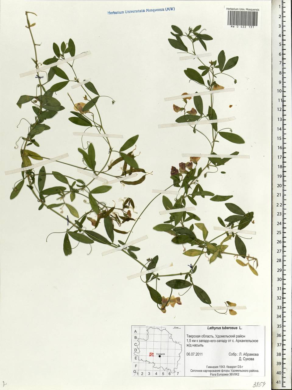 Lathyrus tuberosus L., Eastern Europe, North-Western region (E2) (Russia)