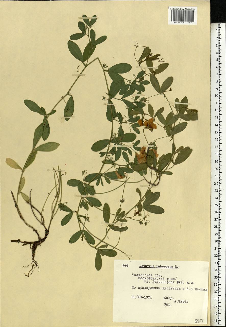 Lathyrus tuberosus L., Eastern Europe, Moscow region (E4a) (Russia)