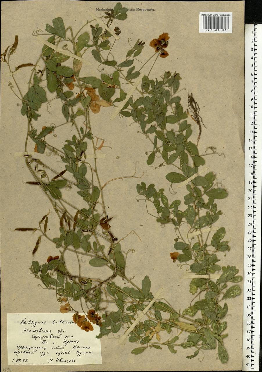 Lathyrus tuberosus L., Eastern Europe, Moscow region (E4a) (Russia)