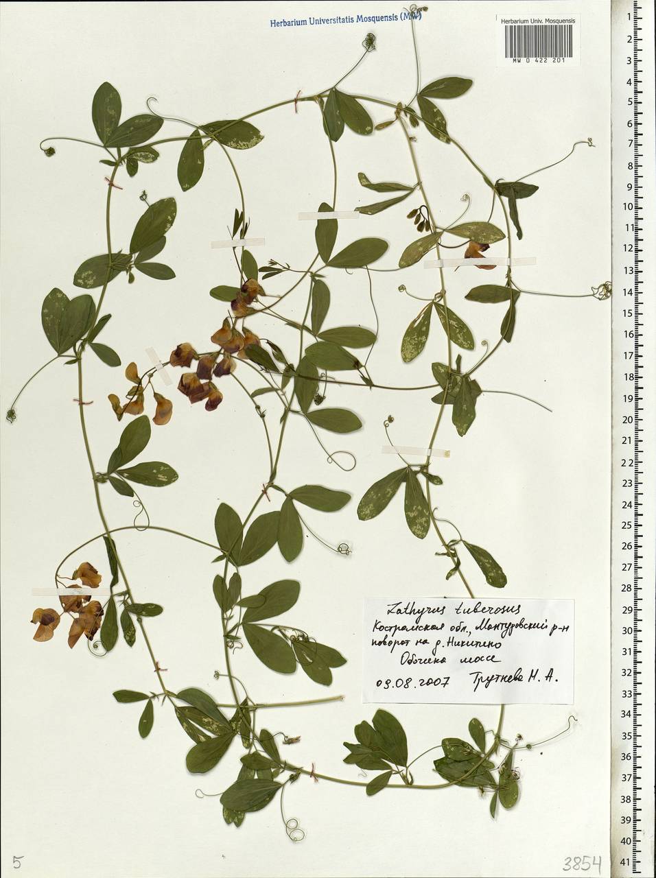 Lathyrus tuberosus L., Eastern Europe, Central forest region (E5) (Russia)