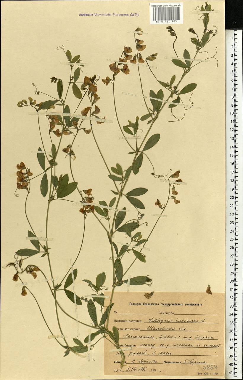 Lathyrus tuberosus L., Eastern Europe, Central forest region (E5) (Russia)