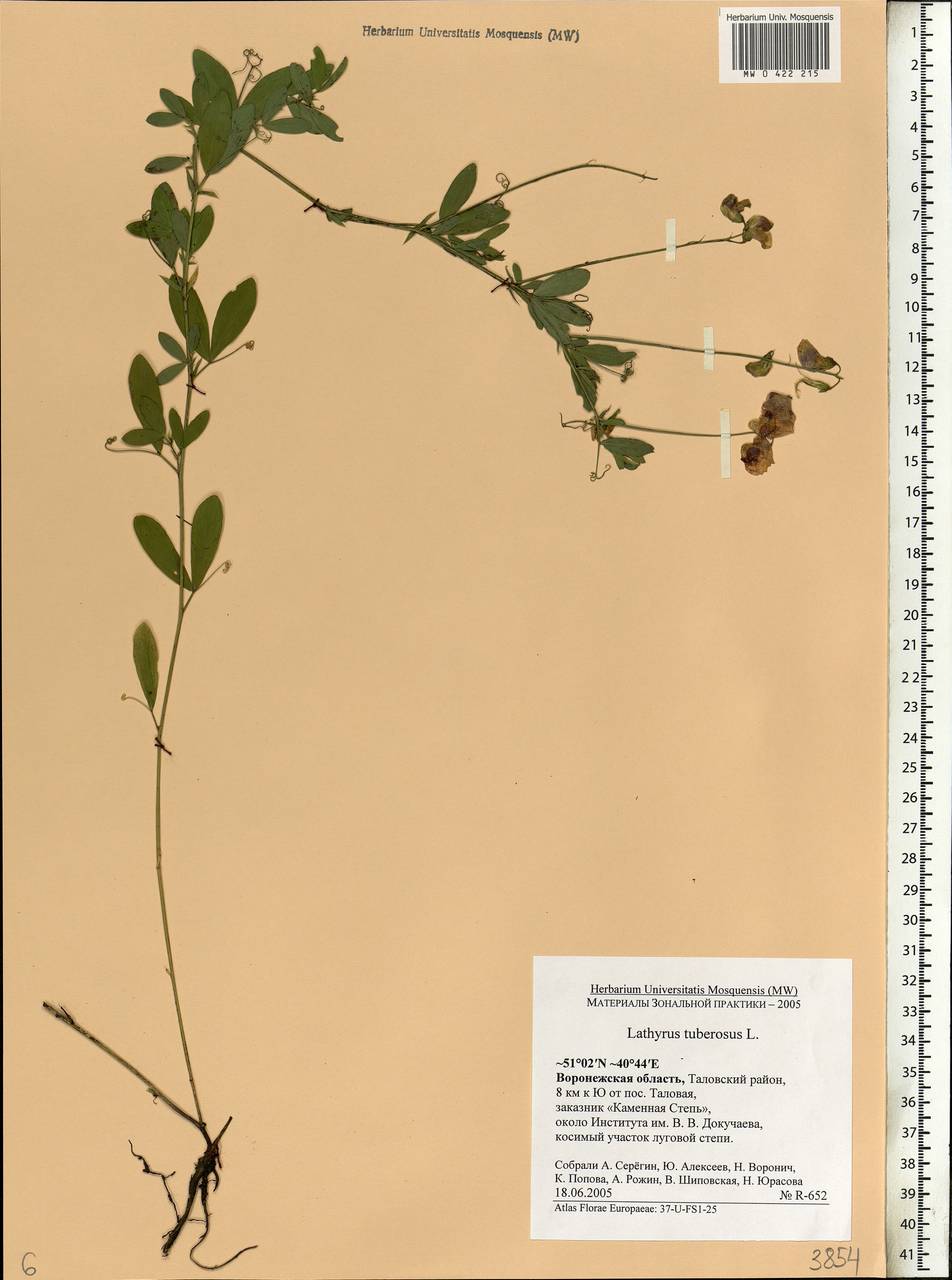 Lathyrus tuberosus L., Eastern Europe, Central forest-and-steppe region (E6) (Russia)