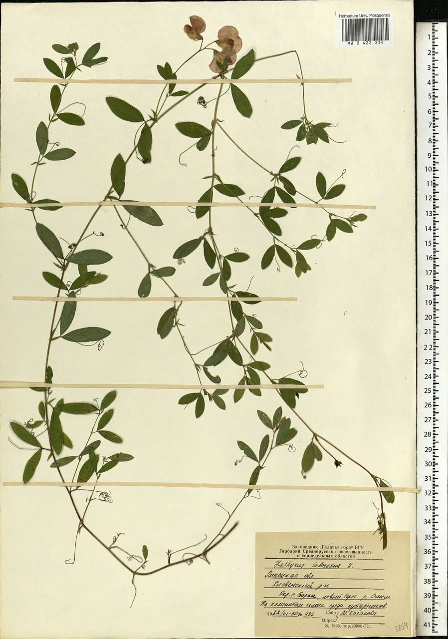 Lathyrus tuberosus L., Eastern Europe, Central forest-and-steppe region (E6) (Russia)