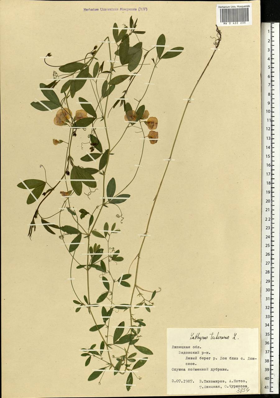 Lathyrus tuberosus L., Eastern Europe, Central forest-and-steppe region (E6) (Russia)