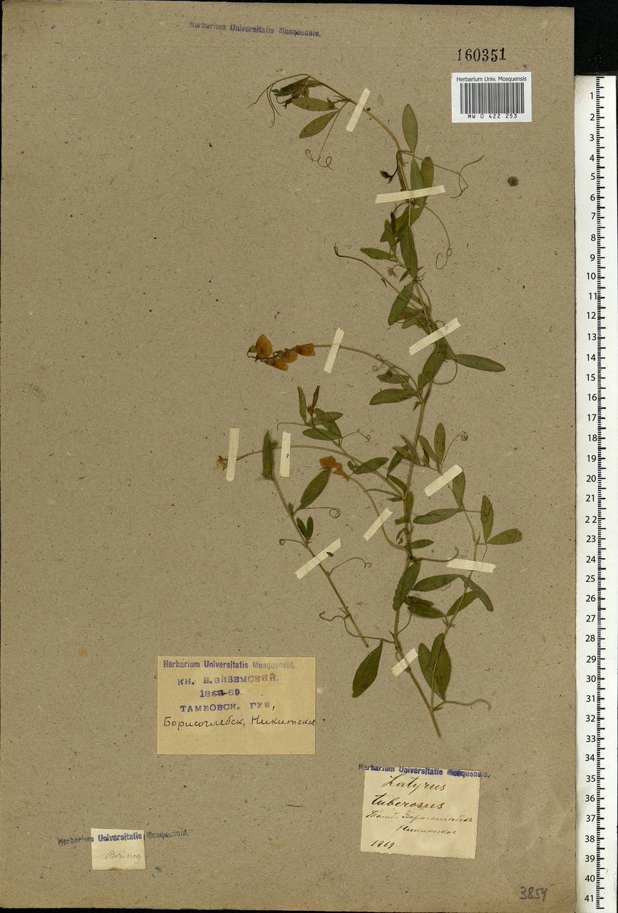 Lathyrus tuberosus L., Eastern Europe, Central forest-and-steppe region (E6) (Russia)