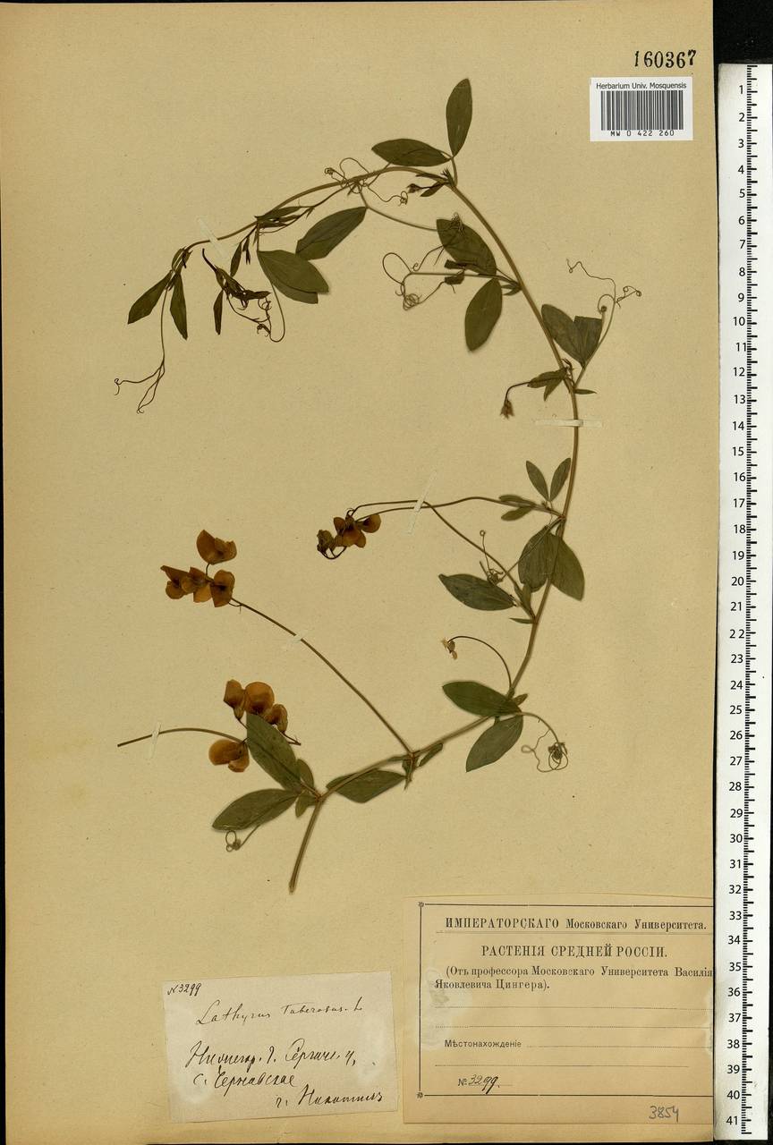 Lathyrus tuberosus L., Eastern Europe, Volga-Kama region (E7) (Russia)