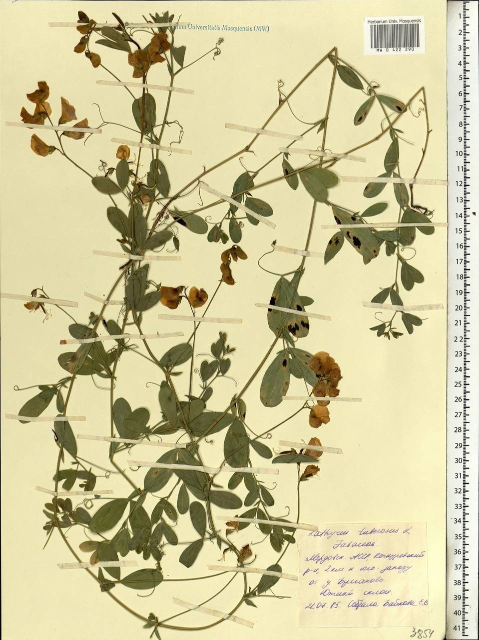 Lathyrus tuberosus L., Eastern Europe, Middle Volga region (E8) (Russia)