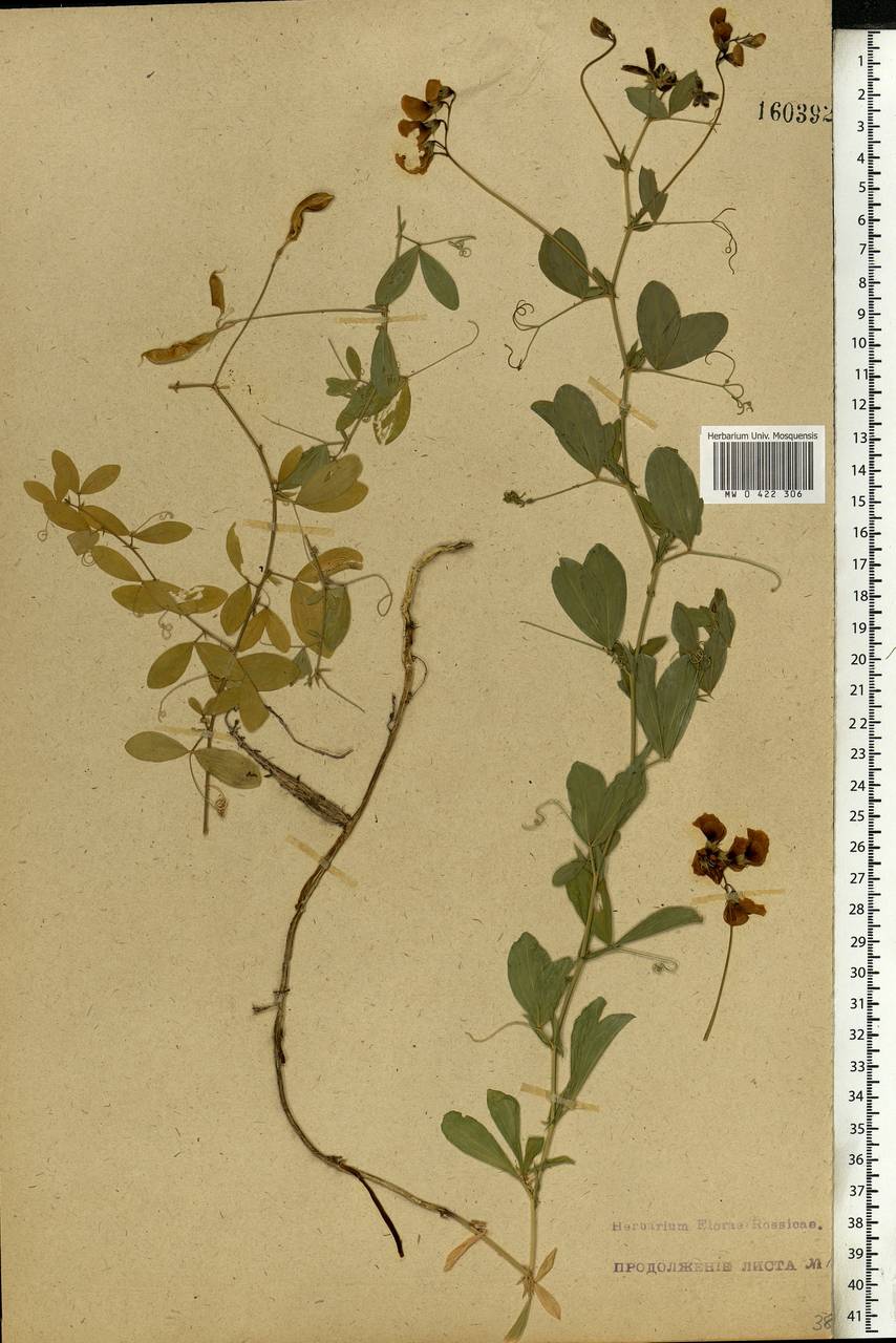 Lathyrus tuberosus L., Eastern Europe, Lower Volga region (E9) (Russia)