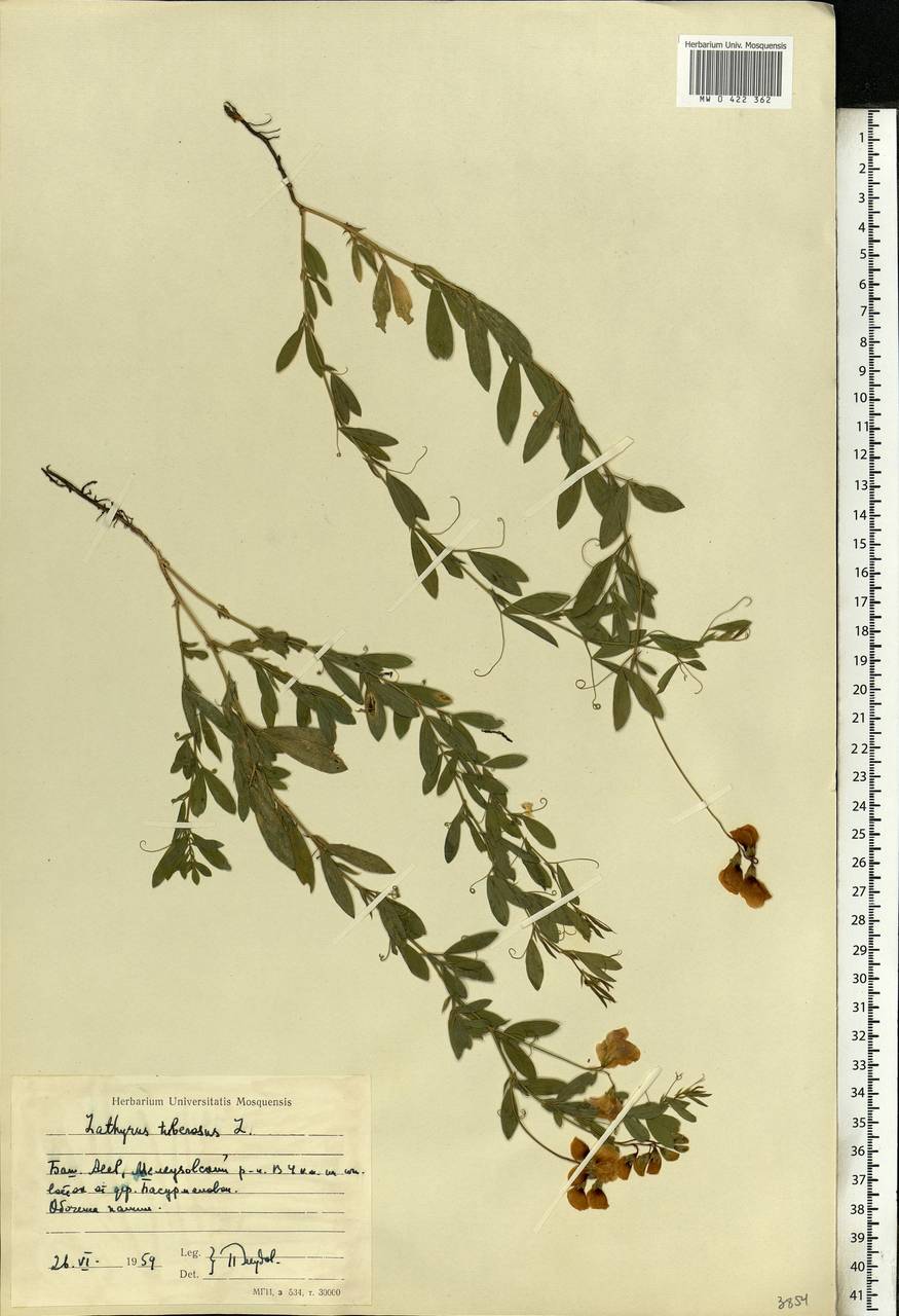 Lathyrus tuberosus L., Eastern Europe, Eastern region (E10) (Russia)