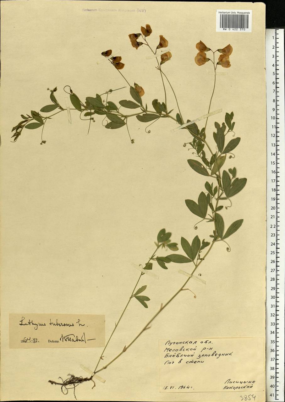 Lathyrus tuberosus L., Eastern Europe, North Ukrainian region (E11) (Ukraine)