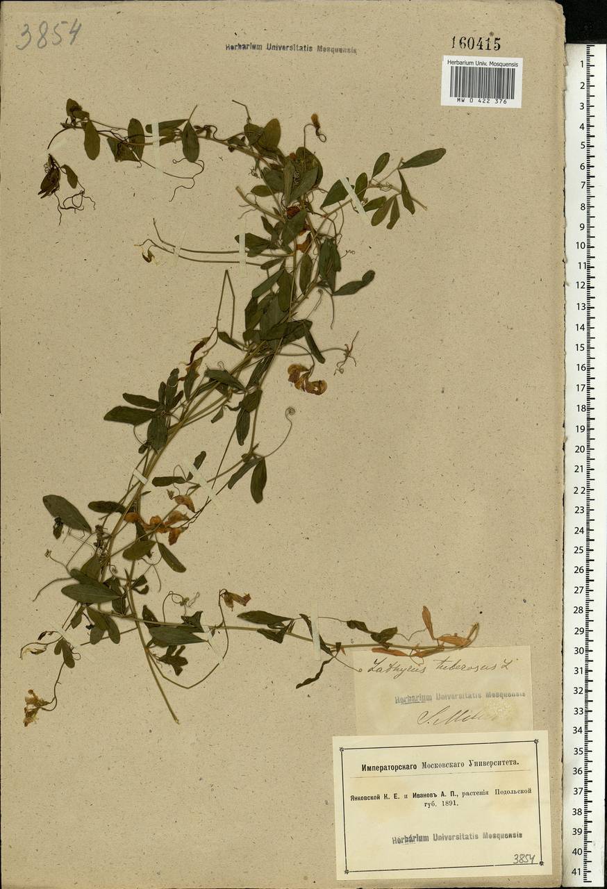 Lathyrus tuberosus L., Eastern Europe, South Ukrainian region (E12) (Ukraine)