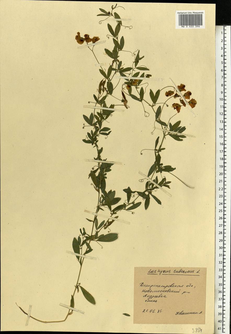 Lathyrus tuberosus L., Eastern Europe, South Ukrainian region (E12) (Ukraine)