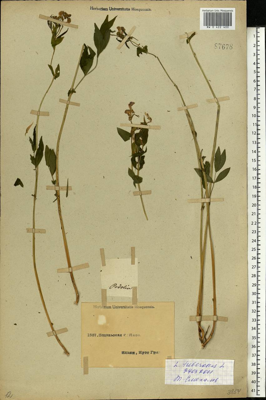 Lathyrus tuberosus L., Eastern Europe, South Ukrainian region (E12) (Ukraine)