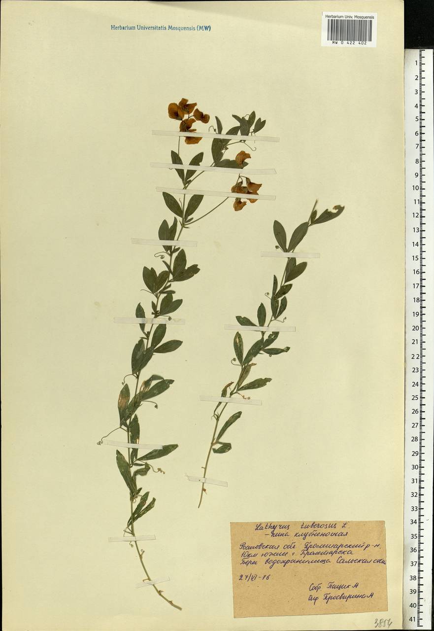 Lathyrus tuberosus L., Eastern Europe, Rostov Oblast (E12a) (Russia)