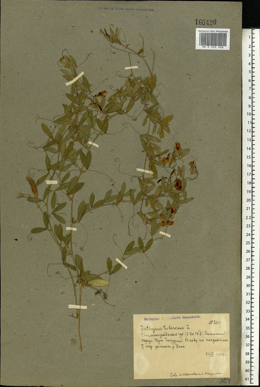 Lathyrus tuberosus L., Eastern Europe, Lower Volga region (E9) (Russia)