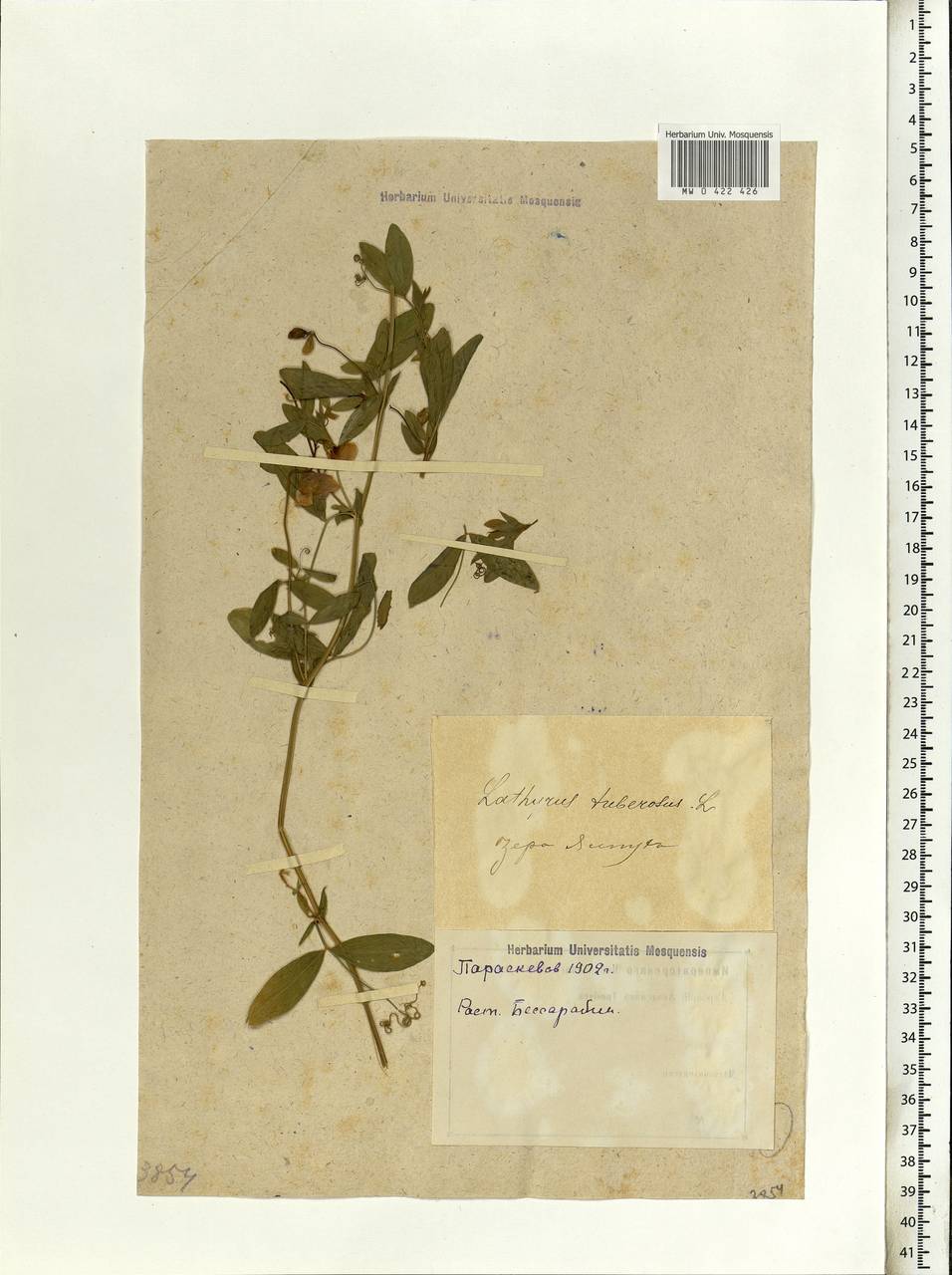 Lathyrus tuberosus L., Eastern Europe, South Ukrainian region (E12) (Ukraine)