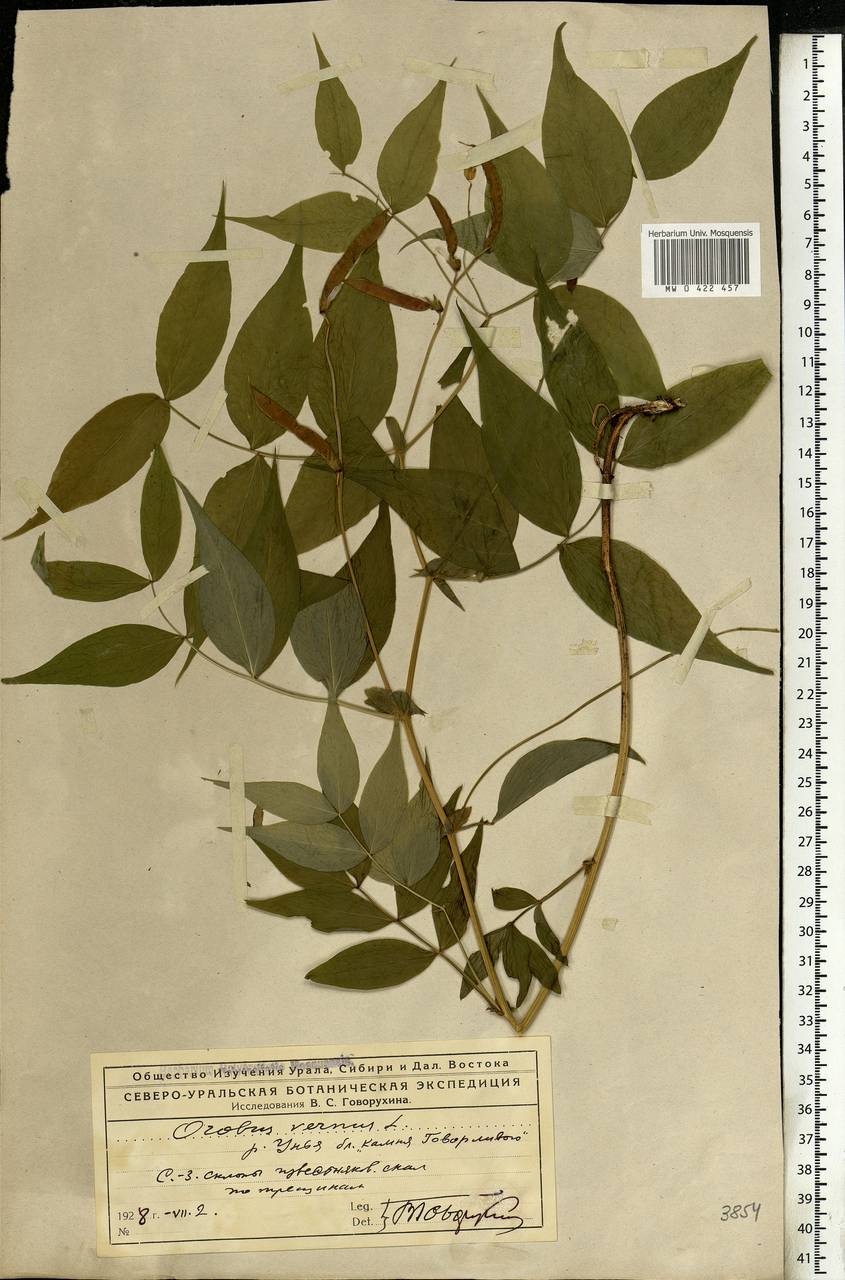 Lathyrus vernus (L.)Bernh., Eastern Europe, Northern region (E1) (Russia)