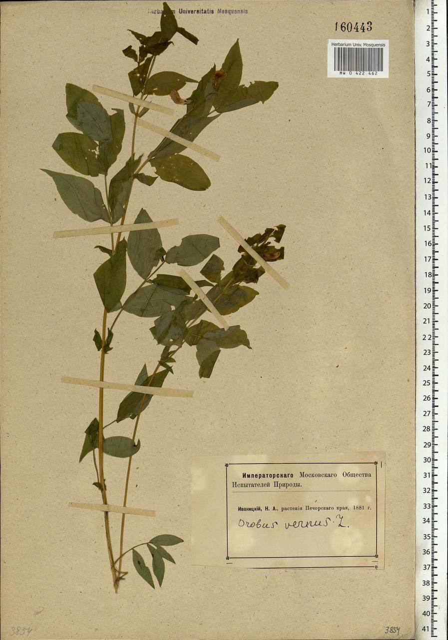 Lathyrus vernus (L.)Bernh., Eastern Europe, Northern region (E1) (Russia)