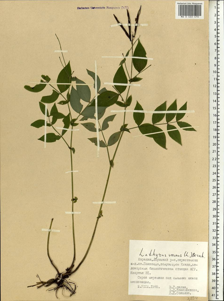 Lathyrus vernus (L.)Bernh., Eastern Europe, Northern region (E1) (Russia)