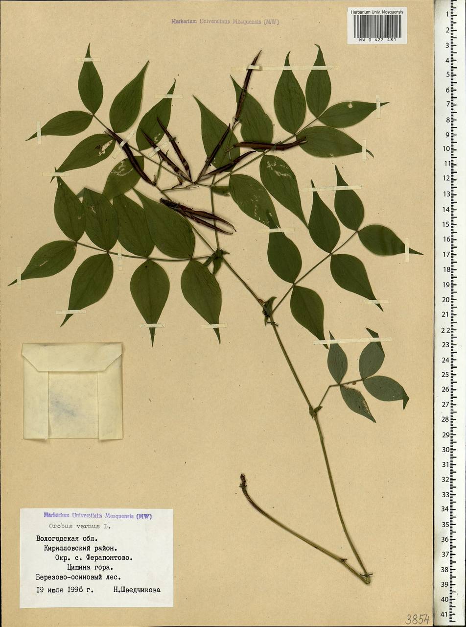 Lathyrus vernus (L.)Bernh., Eastern Europe, Northern region (E1) (Russia)