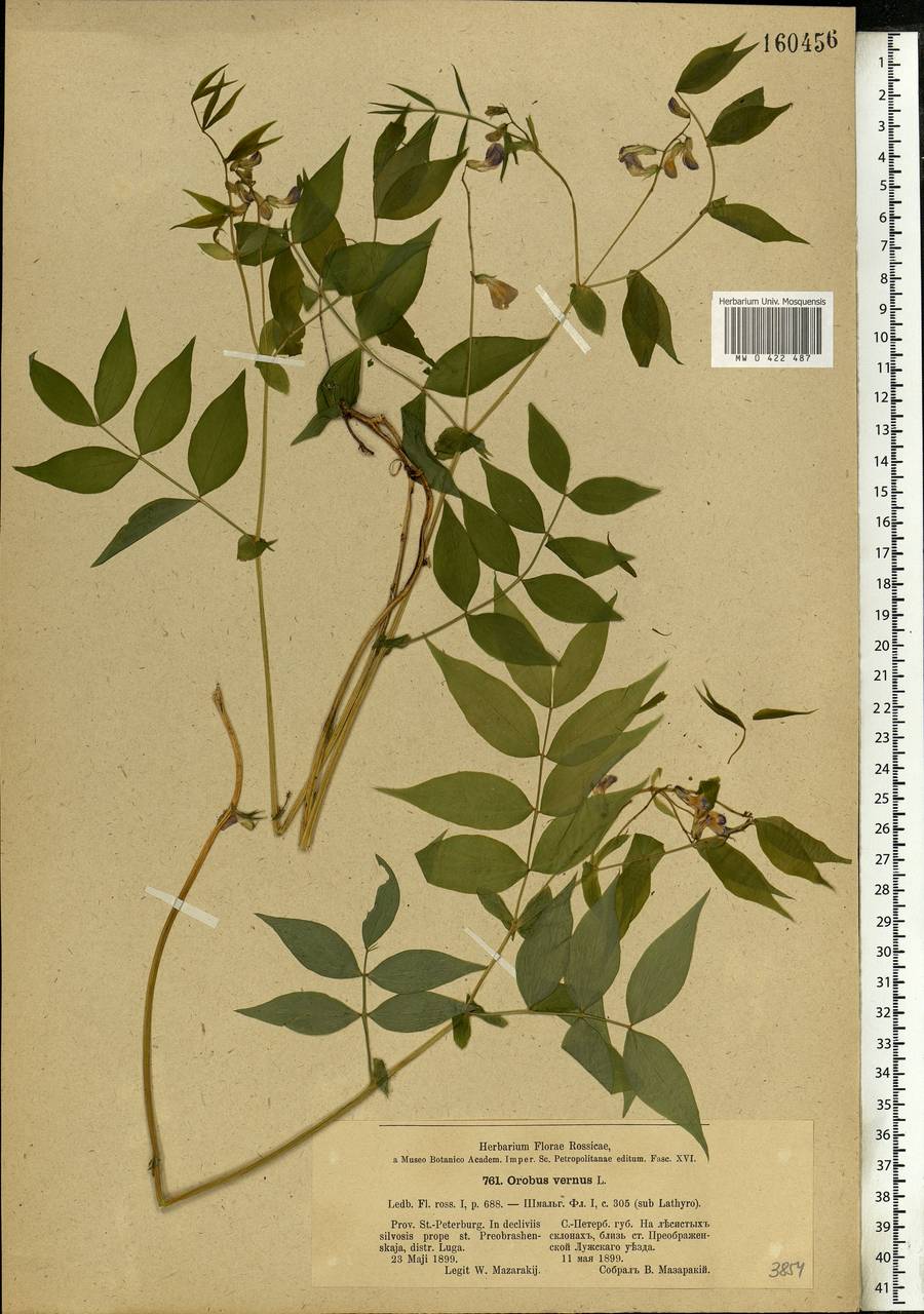 Lathyrus vernus (L.)Bernh., Eastern Europe, North-Western region (E2) (Russia)