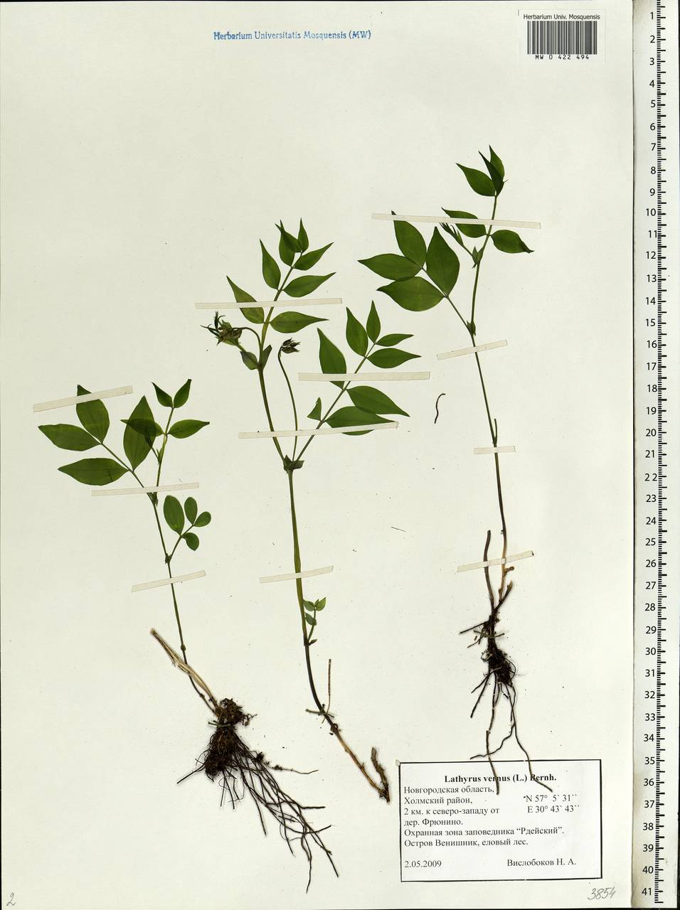 Lathyrus vernus (L.)Bernh., Eastern Europe, North-Western region (E2) (Russia)