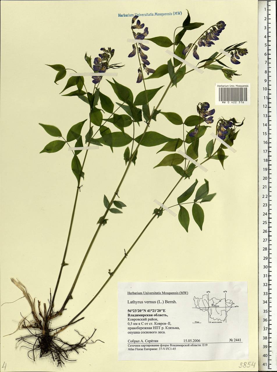 Lathyrus vernus (L.)Bernh., Eastern Europe, Central region (E4) (Russia)