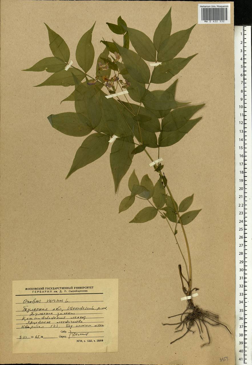 Lathyrus vernus (L.)Bernh., Eastern Europe, Central region (E4) (Russia)