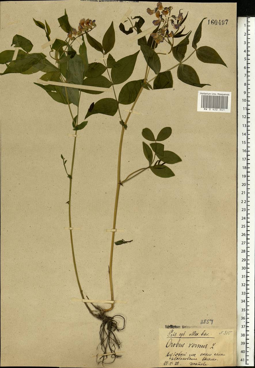 Lathyrus vernus (L.)Bernh., Eastern Europe, Central region (E4) (Russia)