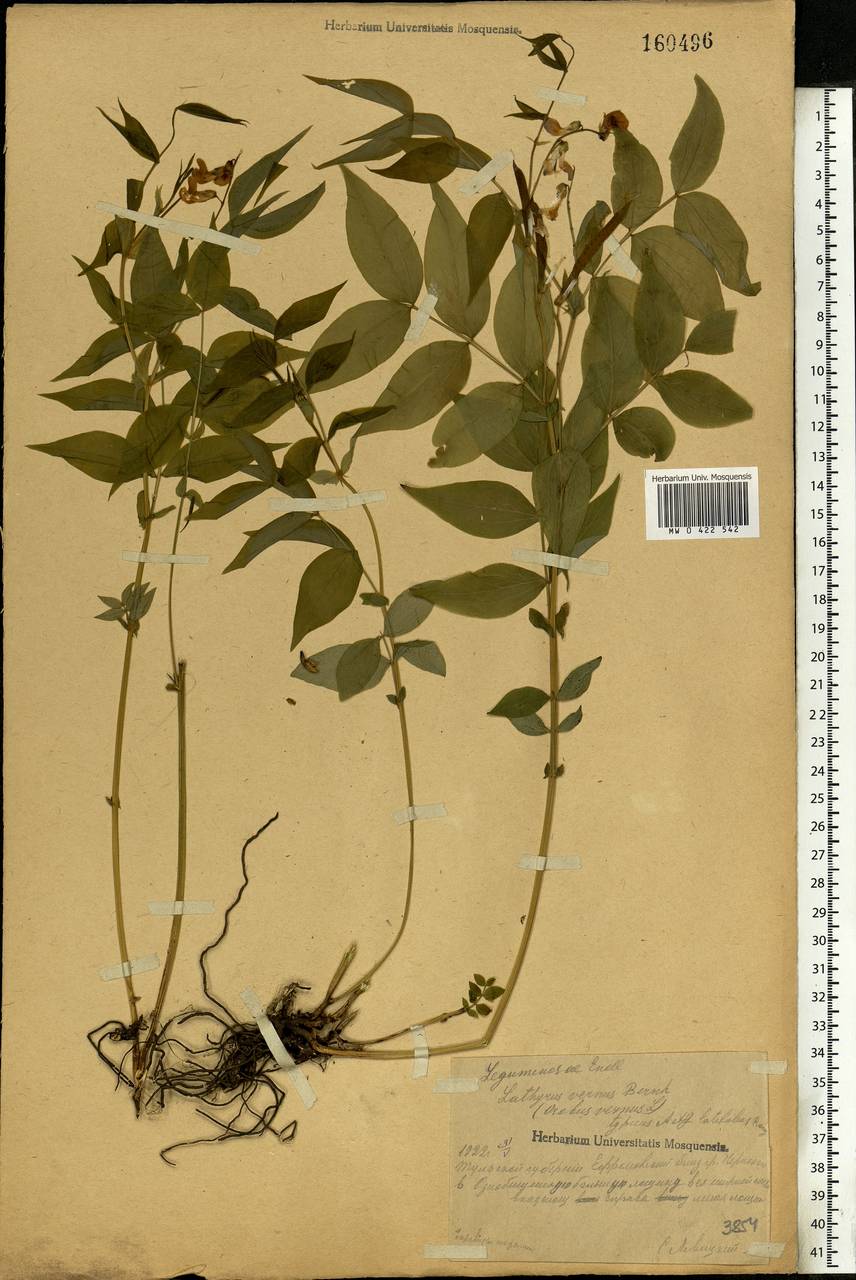 Lathyrus vernus (L.)Bernh., Eastern Europe, Central region (E4) (Russia)