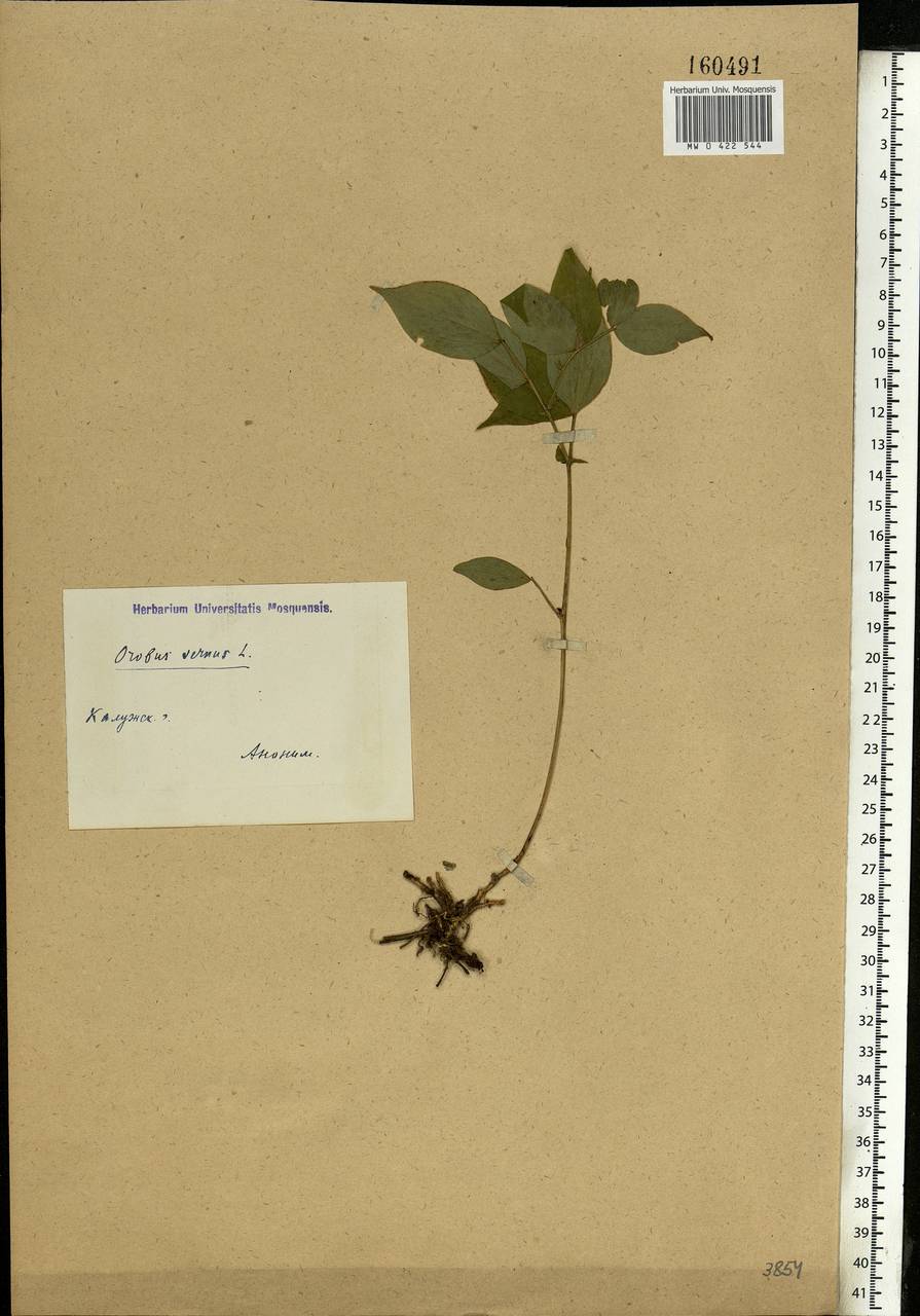 Lathyrus vernus (L.)Bernh., Eastern Europe, Central region (E4) (Russia)