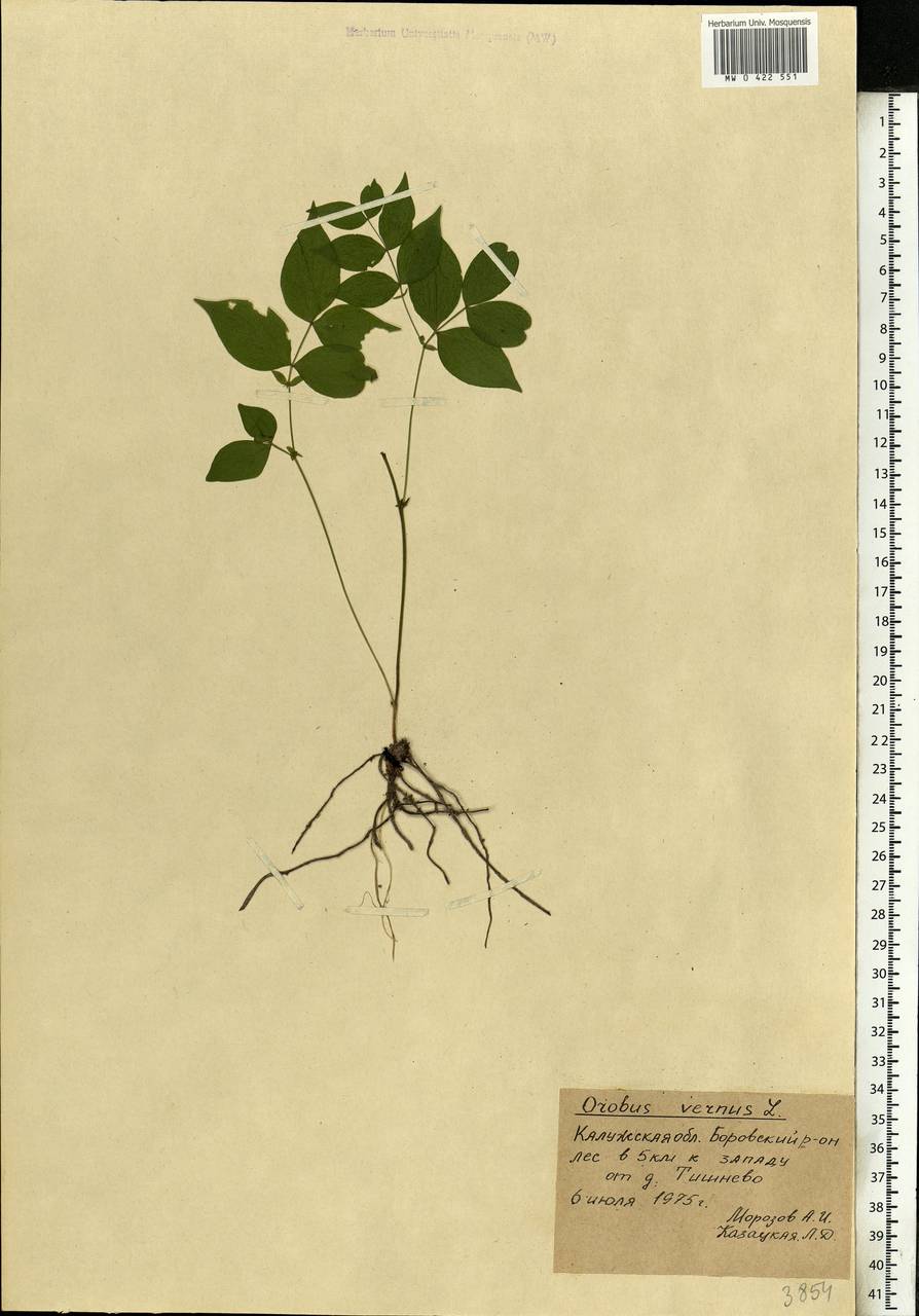 Lathyrus vernus (L.)Bernh., Eastern Europe, Central region (E4) (Russia)