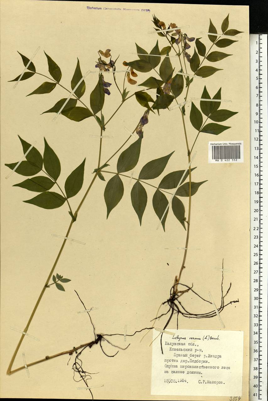 Lathyrus vernus (L.) Bernh., Eastern Europe, Central region (E4) (Russia)