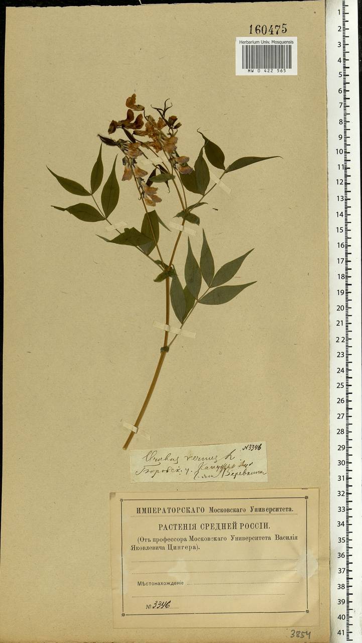 Lathyrus vernus (L.)Bernh., Eastern Europe, Central region (E4) (Russia)