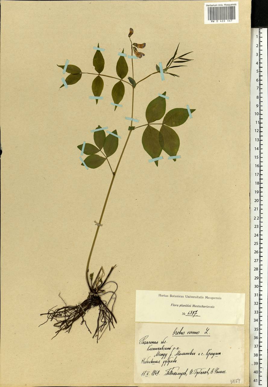 Lathyrus vernus (L.)Bernh., Eastern Europe, Central region (E4) (Russia)