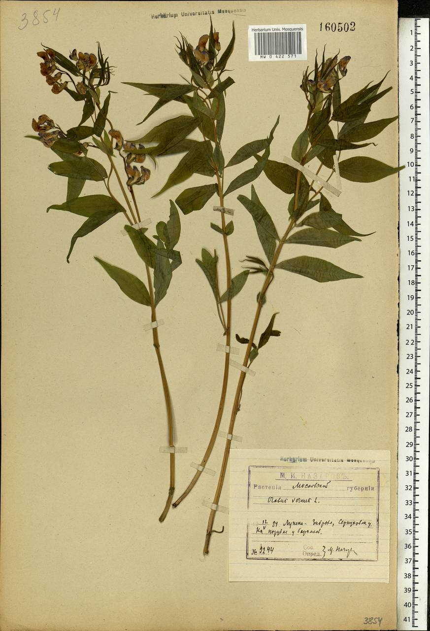 Lathyrus vernus (L.)Bernh., Eastern Europe, Moscow region (E4a) (Russia)