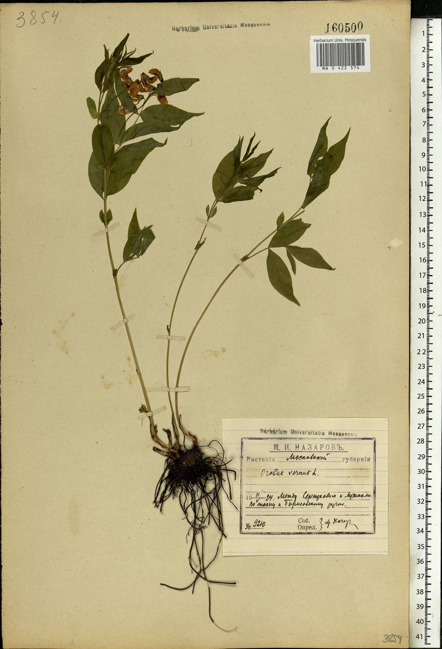 Lathyrus vernus (L.)Bernh., Eastern Europe, Moscow region (E4a) (Russia)