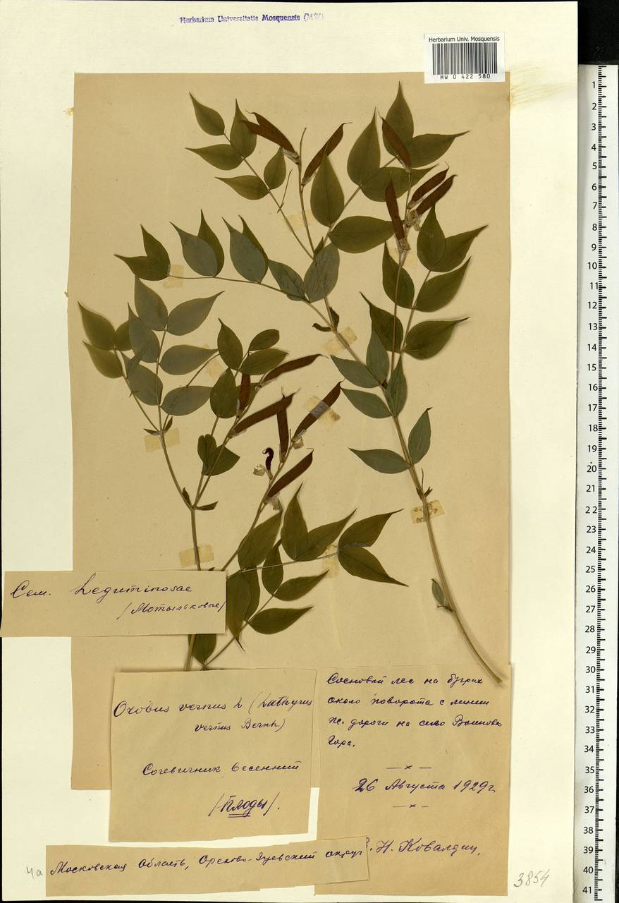 Lathyrus vernus (L.)Bernh., Eastern Europe, Moscow region (E4a) (Russia)