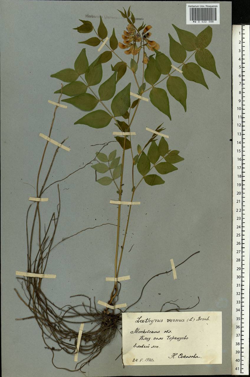 Lathyrus vernus (L.)Bernh., Eastern Europe, Moscow region (E4a) (Russia)