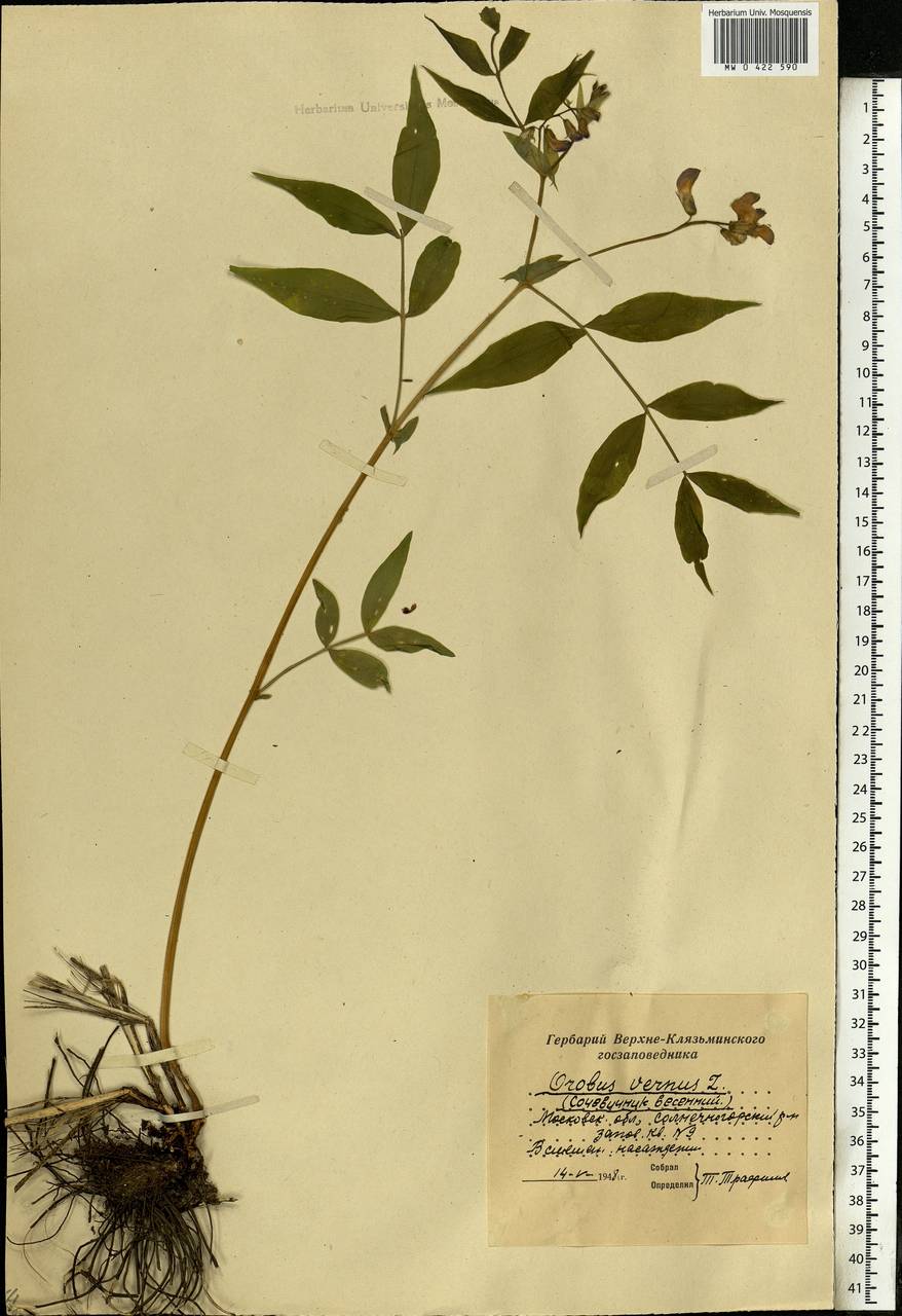 Lathyrus vernus (L.)Bernh., Eastern Europe, Moscow region (E4a) (Russia)