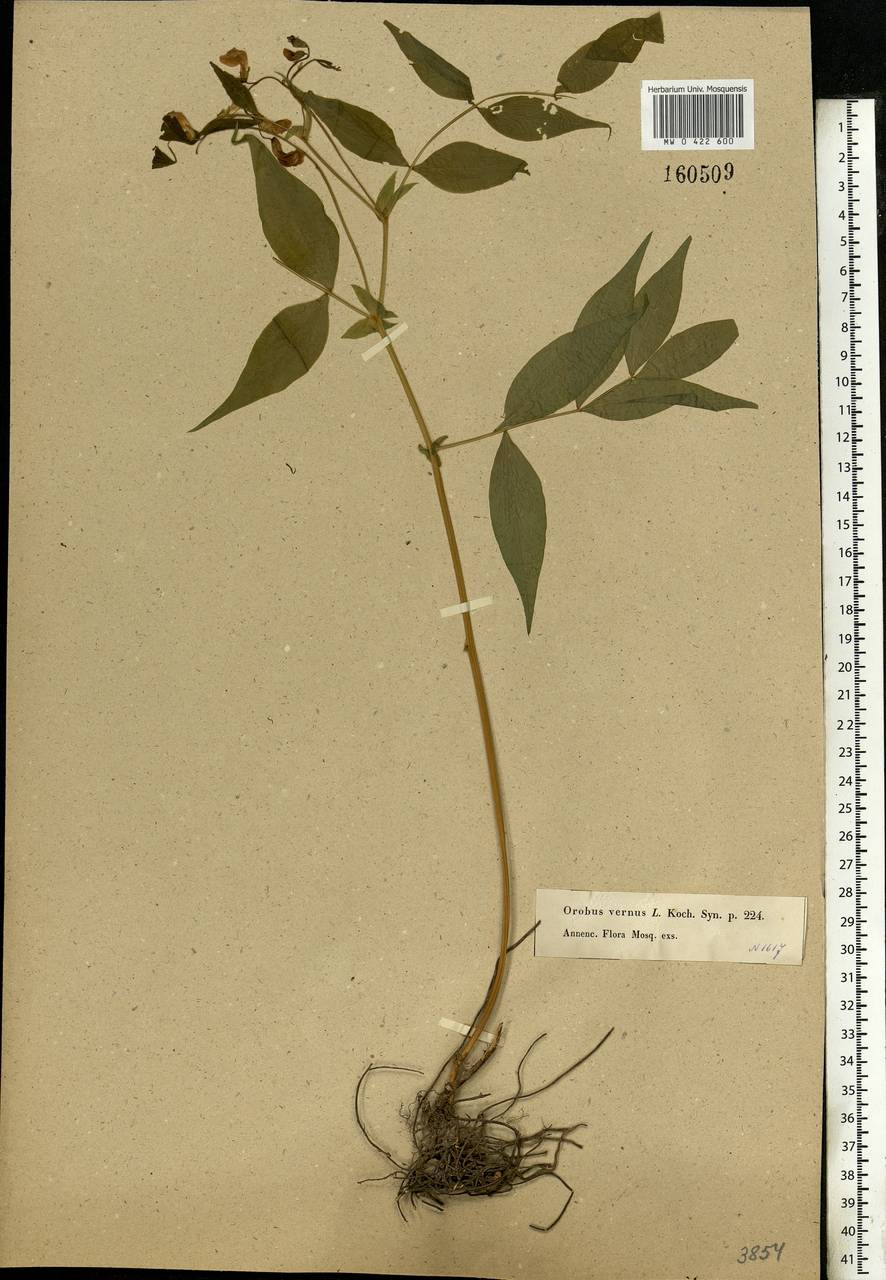 Lathyrus vernus (L.)Bernh., Eastern Europe, Moscow region (E4a) (Russia)
