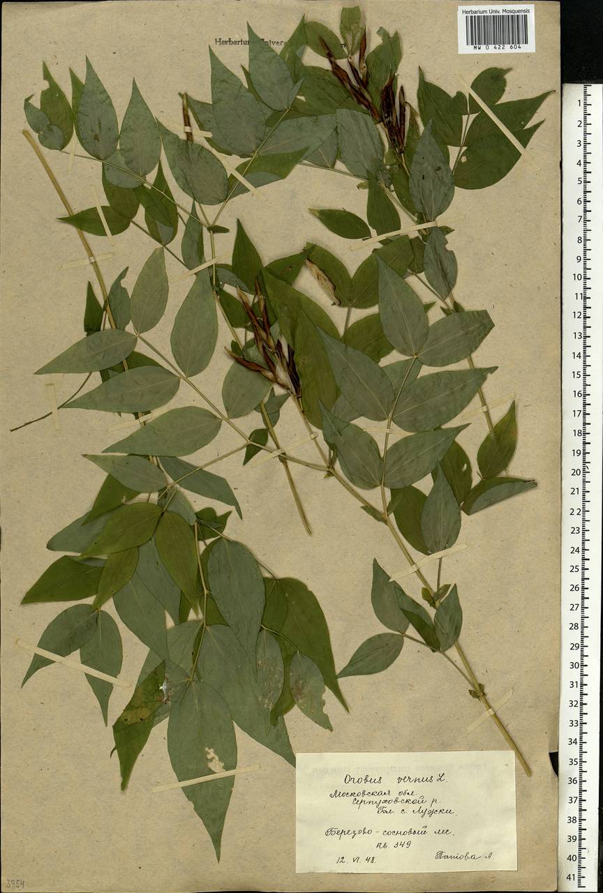 Lathyrus vernus (L.)Bernh., Eastern Europe, Moscow region (E4a) (Russia)