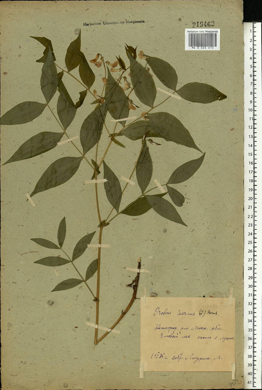 Lathyrus vernus (L.)Bernh., Eastern Europe, Moscow region (E4a) (Russia)